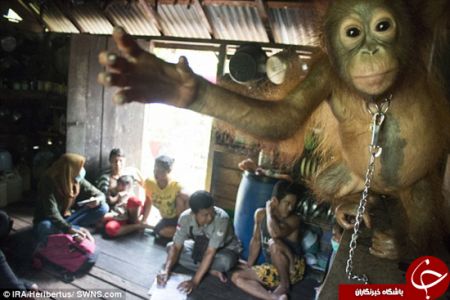 اخبارگوناگون,خبرهای گوناگون,اورانگوتان