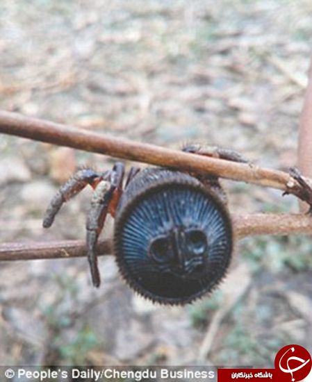 اخبارگوناگون,خبرهای گوناگون,ترسناک‌ترین حیوان خانگی