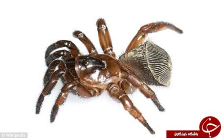 اخبارگوناگون,خبرهای گوناگون,ترسناک‌ترین حیوان خانگی