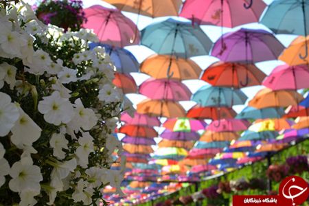 اخبارگوناگون,خبرهای گوناگون,باغ معجزه