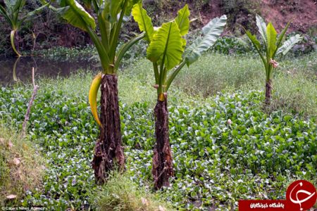 اخبارگوناگون,خبرهای گوناگون,فرار عکاس