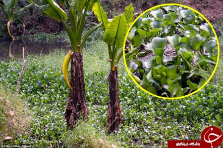 اخبارگوناگون,خبرهای گوناگون,فرار عکاس