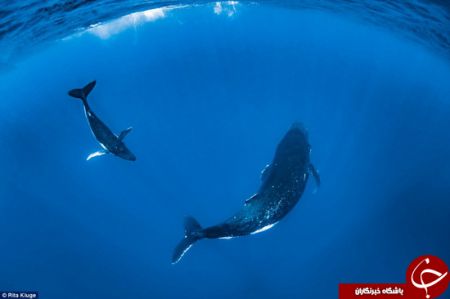 اخبارگوناگون,خبرهای گوناگون,نهنگ‌ها