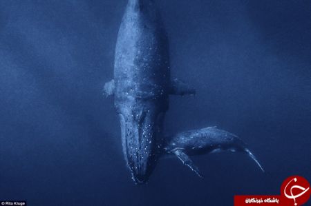 اخبارگوناگون,خبرهای گوناگون,نهنگ‌ها