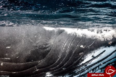 اخبارگوناگون,خبرهای گوناگون,نهنگ‌ها