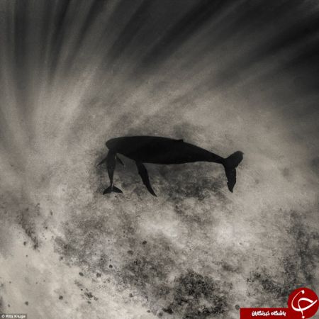 اخبارگوناگون,خبرهای گوناگون,نهنگ‌ها