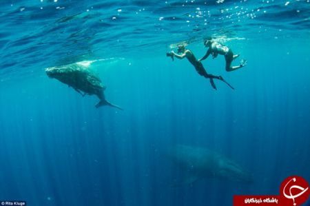 اخبارگوناگون,خبرهای گوناگون,نهنگ‌ها