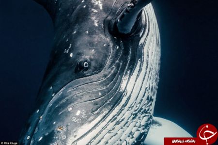 اخبارگوناگون,خبرهای گوناگون,نهنگ‌ها