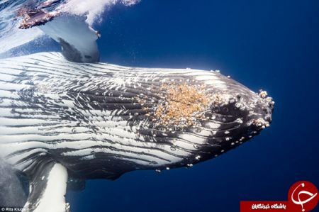 اخبارگوناگون,خبرهای گوناگون,نهنگ‌ها