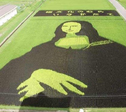 اخبار,اخبارگوناگون, مزارع برنج در ژاپن