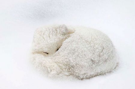 اخبار,اخبارگوناگون,تصاویر جالب و دوست داشتنی روباه ها در زمستان اخبار,اخبارگوناگون,تصاویر جالب و دوست داشتنی روباه ها در زمستان