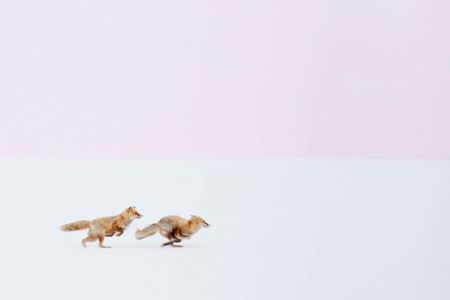 اخبار,اخبارگوناگون,تصاویر جالب و دوست داشتنی روباه ها در زمستان اخبار,اخبارگوناگون,تصاویر جالب و دوست داشتنی روباه ها در زمستان