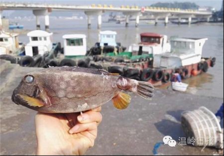 اخبار,اخبار گوناگون,صید ماهی با ظاهر عجیب