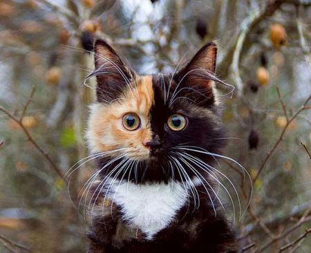 اخبارگوناگون,خبرهای گوناگون,گربه جذاب