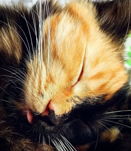 اخبارگوناگون,خبرهای گوناگون,گربه جذاب