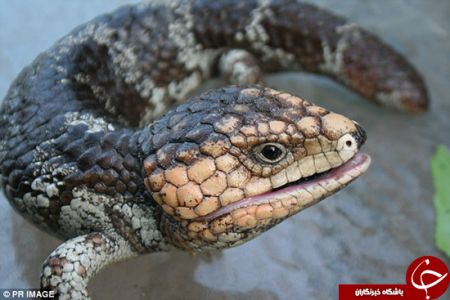 اخبارگوناگون,خبرهای گوناگون,مارمولک تشنه