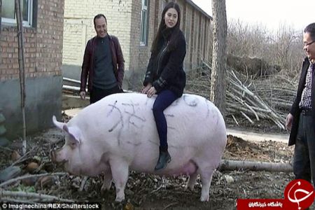 اخبارگوناگون,خبرهای گوناگون,پادشاه خوک