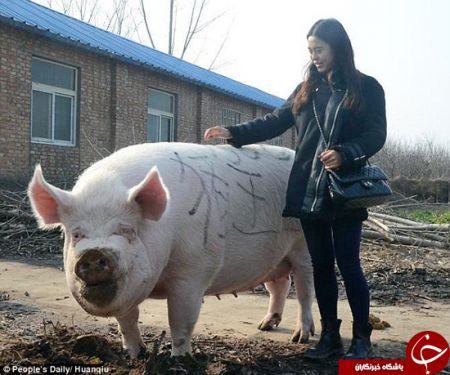 اخبارگوناگون,خبرهای گوناگون,پادشاه خوک