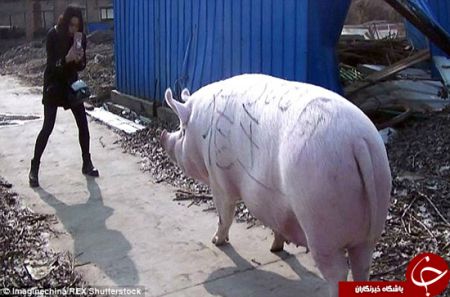 اخبارگوناگون,خبرهای گوناگون,پادشاه خوک