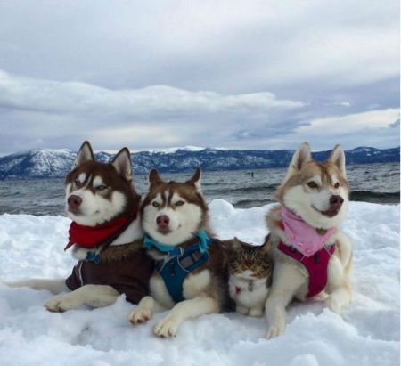 اخبارگوناگون,خبرهای گوناگون,گربه شجاع