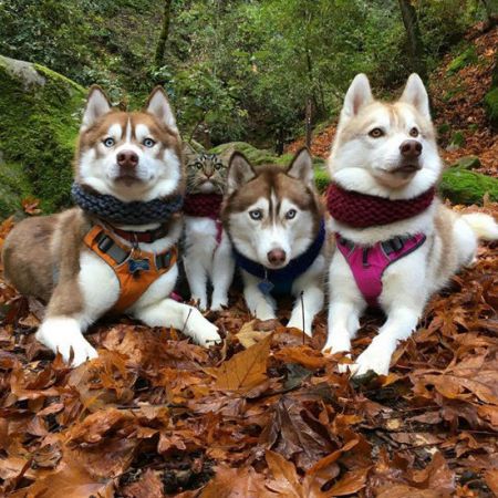 اخبارگوناگون,خبرهای گوناگون,گربه شجاع