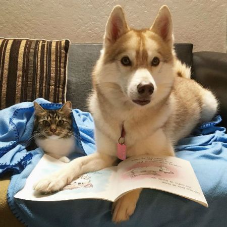 اخبارگوناگون,خبرهای گوناگون,گربه شجاع