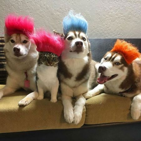 اخبارگوناگون,خبرهای گوناگون,گربه شجاع