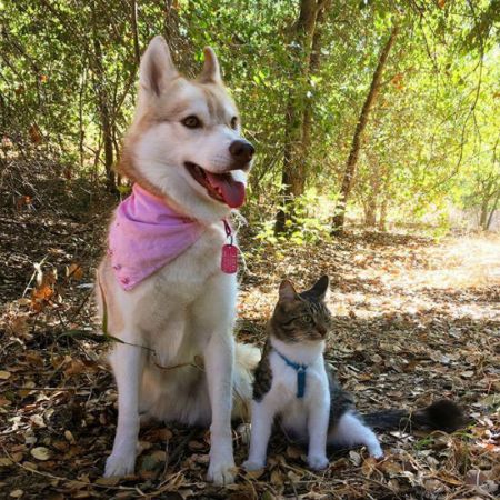 اخبارگوناگون,خبرهای گوناگون,گربه شجاع