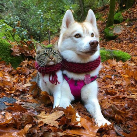 اخبارگوناگون,خبرهای گوناگون,گربه شجاع