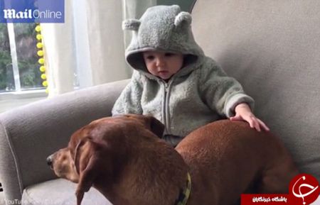 اخبارگوناگون,خبرهای گوناگون,سگ