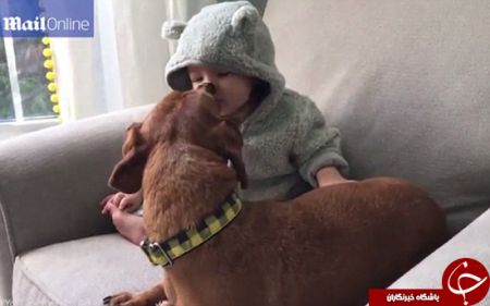 اخبارگوناگون,خبرهای گوناگون,سگ