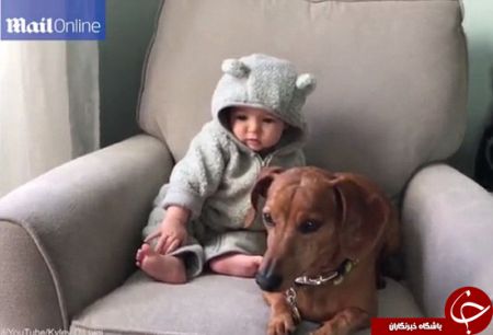 اخبارگوناگون,خبرهای گوناگون,سگ