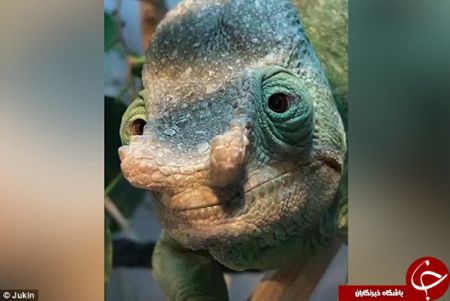 اخبارگوناگون,خبرهای گوناگون, آفتاب‌پرست