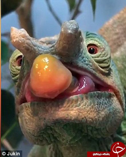 اخبارگوناگون,خبرهای گوناگون, آفتاب‌پرست