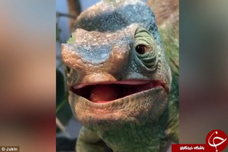 اخبارگوناگون,خبرهای گوناگون, آفتاب‌پرست