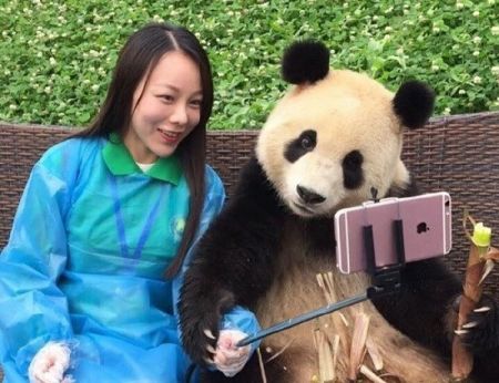 اخبارگوناگون,خبرهای گوناگون,پاندا