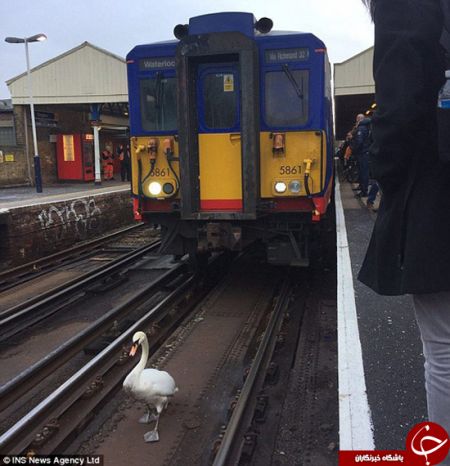 اخبارگوناگون,خبرهای گوناگون,قو