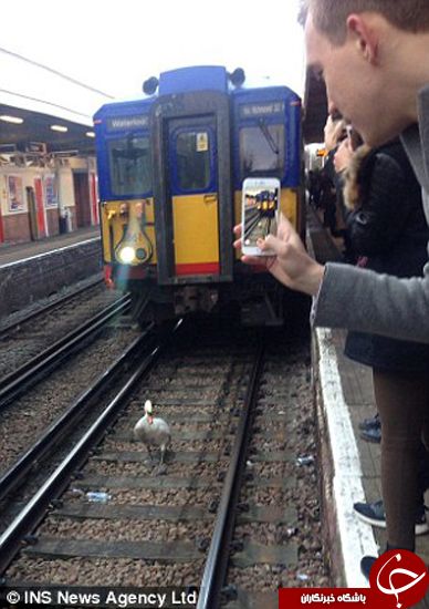 اخبارگوناگون,خبرهای گوناگون,قو