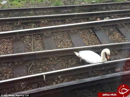 اخبارگوناگون,خبرهای گوناگون,قو