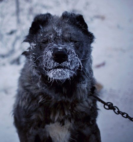 اخبارگوناگون,خبرهای گوناگون,روستای اویمیاکون