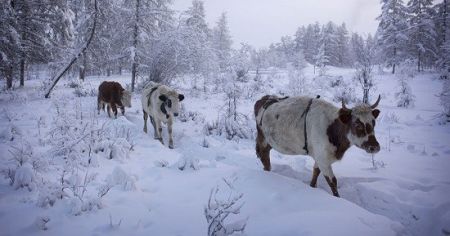 اخبارگوناگون,خبرهای گوناگون,روستای اویمیاکون