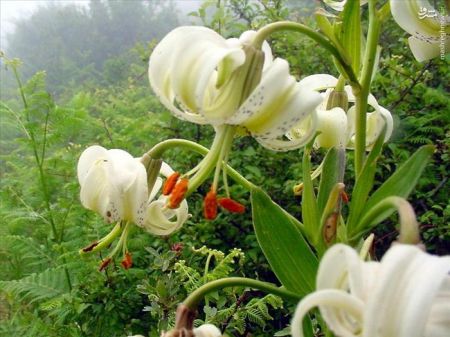 اخبارگوناگون,خبرهای گوناگون,سوسن چلچراغ