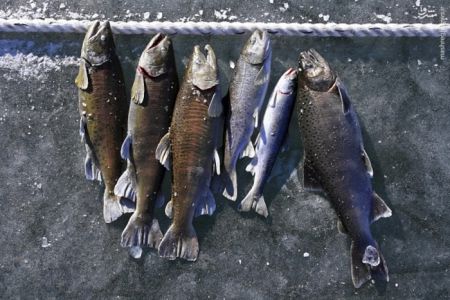 اخبارگوناگون,خبرهای گوناگون,کره جنوبی