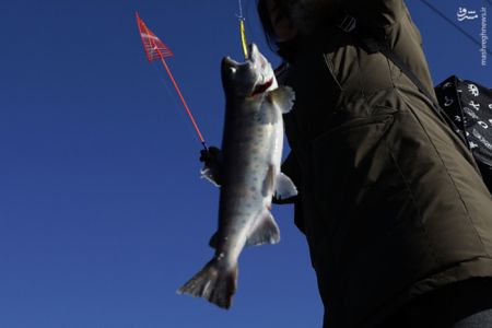 اخبارگوناگون,خبرهای گوناگون,کره جنوبی