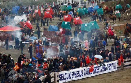 اخبارگوناگون,خبرهای گوناگون,کُشتی شترها