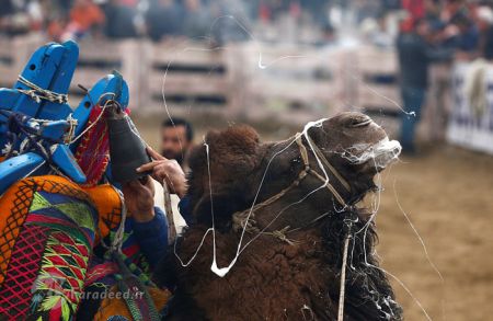 اخبارگوناگون,خبرهای گوناگون,کُشتی شترها