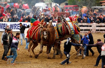 اخبارگوناگون,خبرهای گوناگون,کُشتی شترها