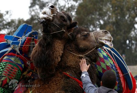 اخبارگوناگون,خبرهای گوناگون,کُشتی شترها