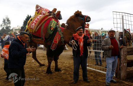 اخبارگوناگون,خبرهای گوناگون,کُشتی شترها