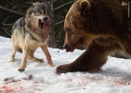 اخبارانعکاس,خبرهای انعکاس,نبرد خرس  و گرگ